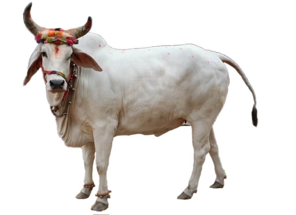 Nandini